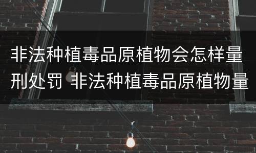 非法种植毒品原植物会怎样量刑处罚 非法种植毒品原植物量刑标准