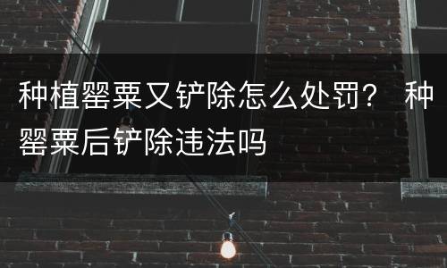 种植罂粟又铲除怎么处罚？ 种罂粟后铲除违法吗