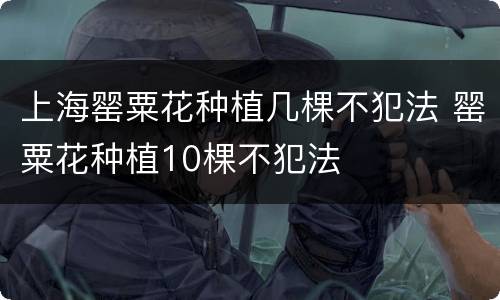 上海罂粟花种植几棵不犯法 罂粟花种植10棵不犯法
