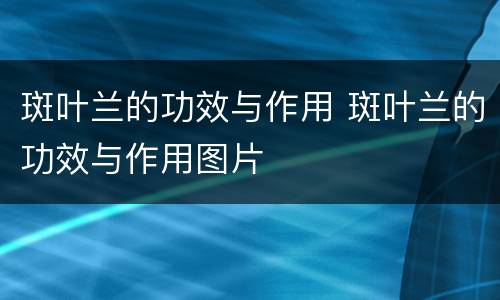 斑叶兰的功效与作用 斑叶兰的功效与作用图片