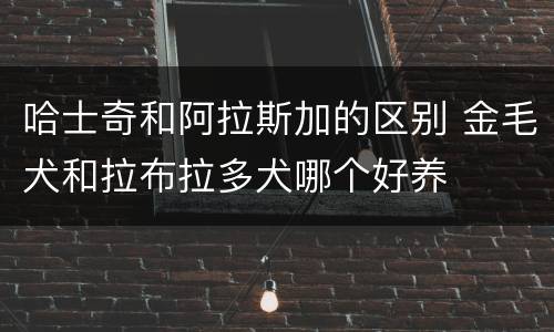 哈士奇和阿拉斯加的区别 金毛犬和拉布拉多犬哪个好养