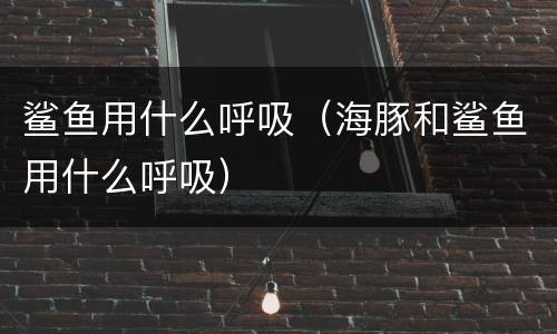 鲨鱼用什么呼吸（海豚和鲨鱼用什么呼吸）