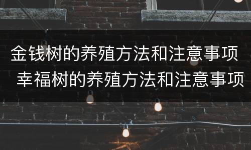 金钱树的养殖方法和注意事项 幸福树的养殖方法和注意事项
