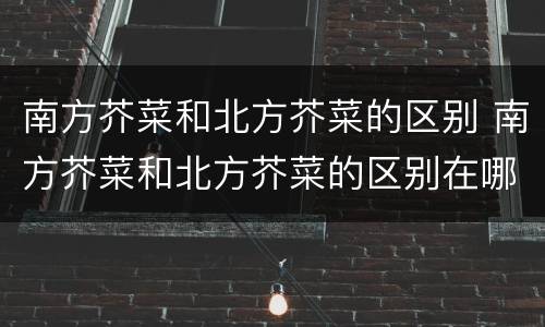 南方芥菜和北方芥菜的区别 南方芥菜和北方芥菜的区别在哪