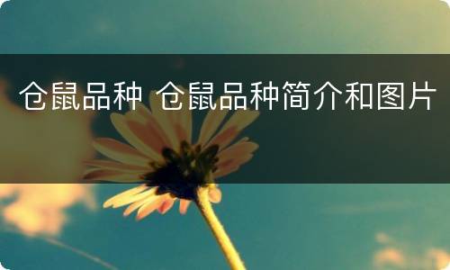 仓鼠品种 仓鼠品种简介和图片