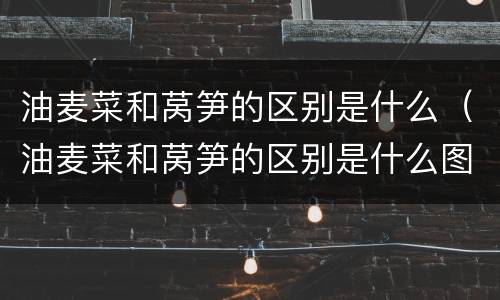油麦菜和莴笋的区别是什么（油麦菜和莴笋的区别是什么图片）