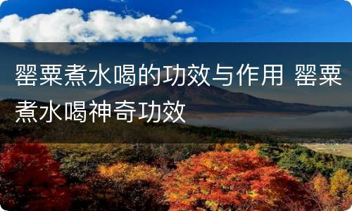 罂粟煮水喝的功效与作用 罂粟煮水喝神奇功效