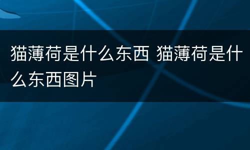 猫薄荷是什么东西 猫薄荷是什么东西图片