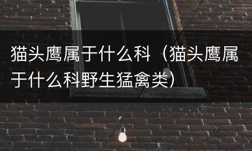 猫头鹰属于什么科（猫头鹰属于什么科野生猛禽类）