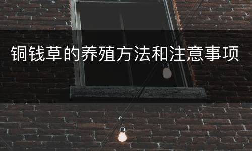 铜钱草的养殖方法和注意事项