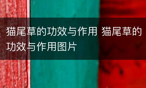 猫尾草的功效与作用 猫尾草的功效与作用图片