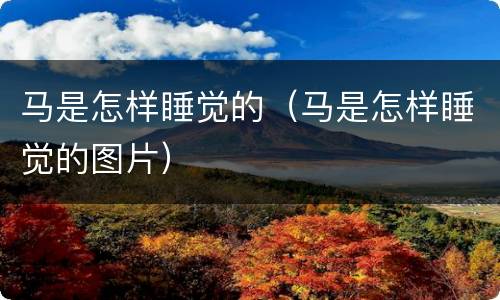 马是怎样睡觉的（马是怎样睡觉的图片）