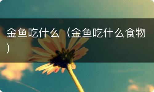 金鱼吃什么（金鱼吃什么食物）