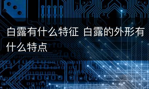 白露有什么特征 白露的外形有什么特点
