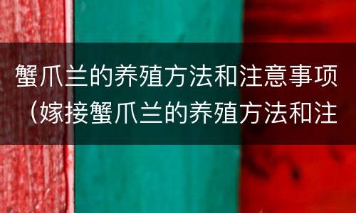 蟹爪兰的养殖方法和注意事项（嫁接蟹爪兰的养殖方法和注意事项）