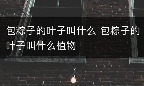 包粽子的叶子叫什么 包粽子的叶子叫什么植物