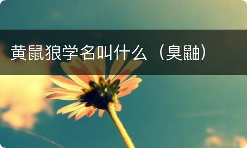 黄鼠狼学名叫什么（臭鼬）