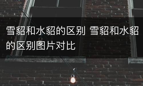 雪貂和水貂的区别 雪貂和水貂的区别图片对比