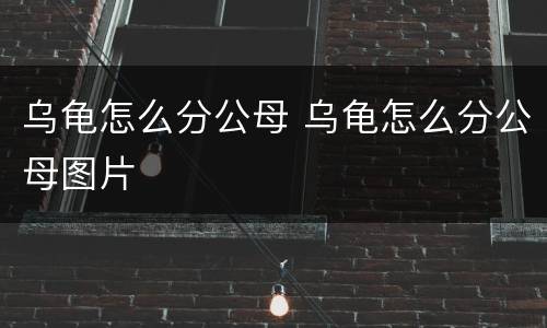 乌龟怎么分公母 乌龟怎么分公母图片