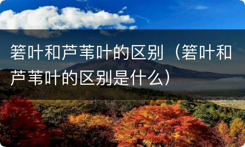 箬叶和芦苇叶的区别（箬叶和芦苇叶的区别是什么）