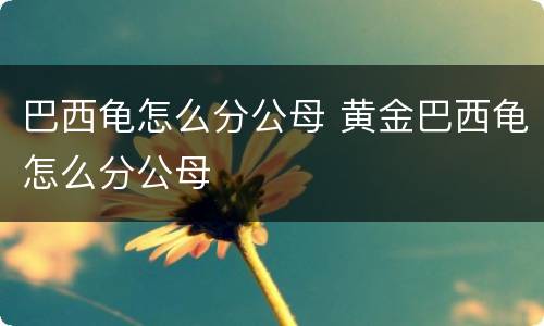 巴西龟怎么分公母 黄金巴西龟怎么分公母