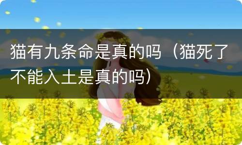 猫有九条命是真的吗(猫死了不能入土是真的吗) 猫有九条命是真的吗(猫死了不能入土是真的吗)
