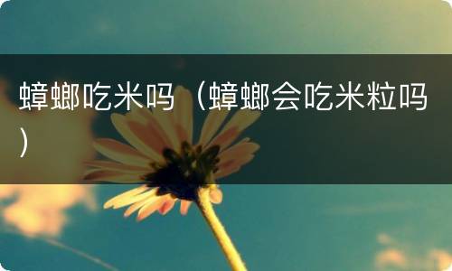 蟑螂吃米吗（蟑螂会吃米粒吗）