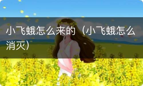 小飞蛾怎么来的（小飞蛾怎么消灭）
