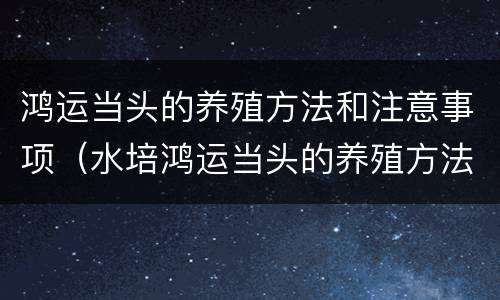 鸿运当头的养殖方法和注意事项（水培鸿运当头的养殖方法和注意事项）