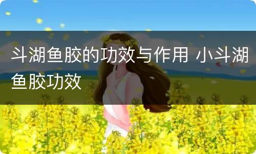 斗湖鱼胶的功效与作用 小斗湖鱼胶功效