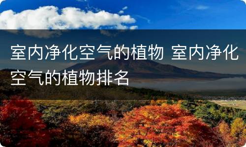 室内净化空气的植物 室内净化空气的植物排名