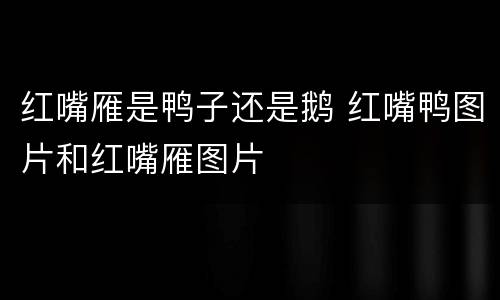 红嘴雁是鸭子还是鹅 红嘴鸭图片和红嘴雁图片