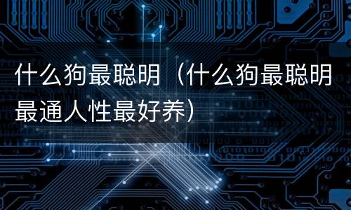 什么狗最聪明（什么狗最聪明最通人性最好养）