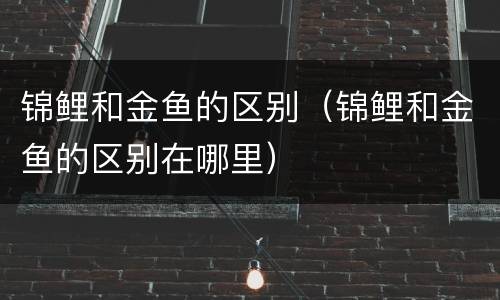 锦鲤和金鱼的区别（锦鲤和金鱼的区别在哪里）