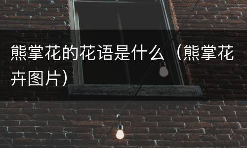 熊掌花的花语是什么（熊掌花卉图片）