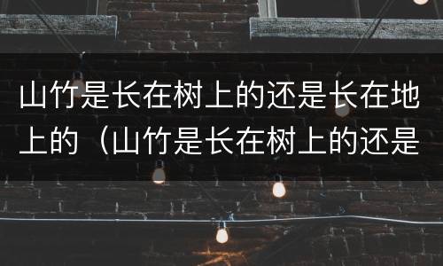 山竹是长在树上的还是长在地上的（山竹是长在树上的还是长在地上的呢）