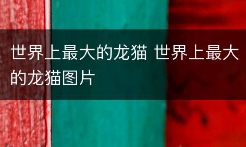 世界上最大的龙猫 世界上最大的龙猫图片