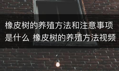 橡皮树的养殖方法和注意事项是什么 橡皮树的养殖方法视频教程