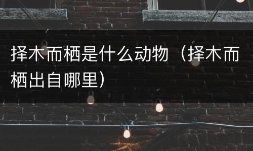 择木而栖是什么动物（择木而栖出自哪里）