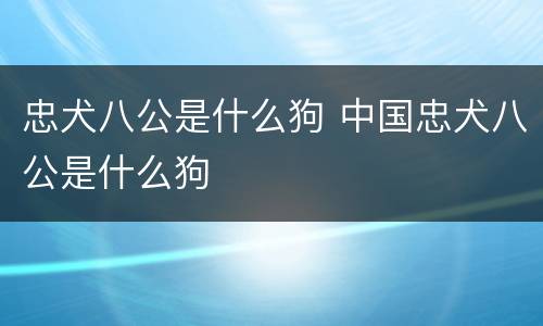 忠犬八公是什么狗 中国忠犬八公是什么狗