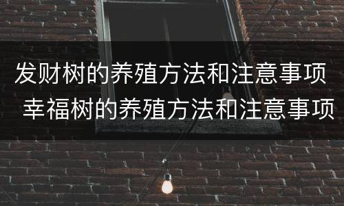 发财树的养殖方法和注意事项 幸福树的养殖方法和注意事项