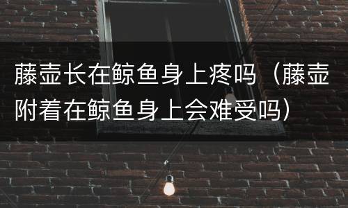 藤壶长在鲸鱼身上疼吗（藤壶附着在鲸鱼身上会难受吗）