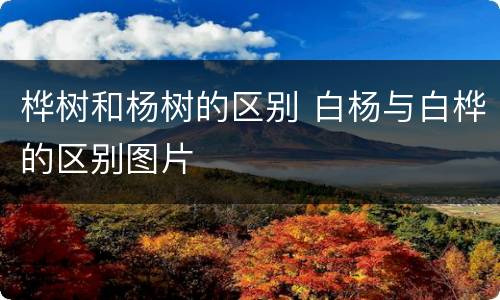 桦树和杨树的区别 白杨与白桦的区别图片