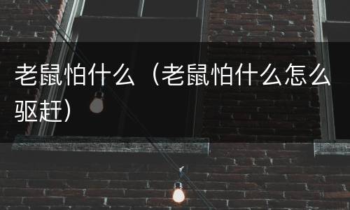 老鼠怕什么（老鼠怕什么怎么驱赶）