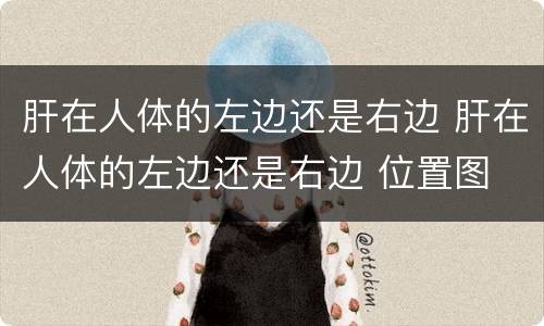 肝在人体的左边还是右边 肝在人体的左边还是右边 位置图