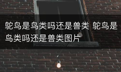 鸵鸟是鸟类吗还是兽类 鸵鸟是鸟类吗还是兽类图片