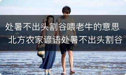 处暑不出头割谷喂老牛的意思 北方农家谚语处暑不出头割谷喂老牛的意思