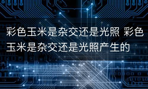 彩色玉米是杂交还是光照 彩色玉米是杂交还是光照产生的