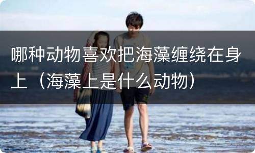 哪种动物喜欢把海藻缠绕在身上（海藻上是什么动物）