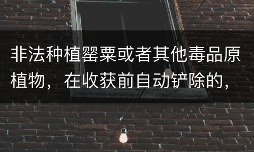非法种植罂粟或者其他毒品原植物，在收获前自动铲除的，是否可以免除处罚